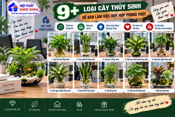 Ảnh: Trầu Bà Thủy Sinh để bàn làm việc đẹp, hợp phong thủy